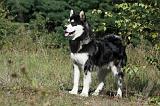 ALASKAN MALAMUTE 388